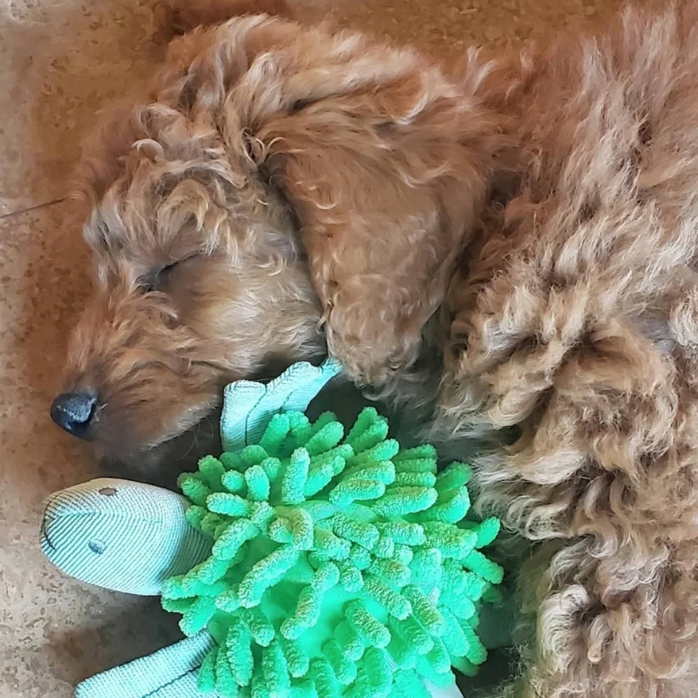 Boots & Barkley Turtle Plush Dog Toy